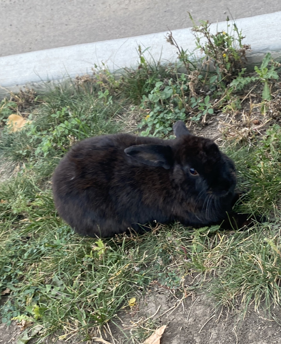 Hippityhop black bunny rabbits spotted in Weyburn DiscoverWeyburn
